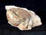 Illaenus sarsi JAANUSSON 1954 - Bild © FossNet FossilienStore
